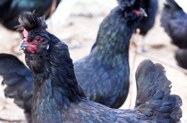 Gallina Polverara